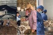 农历大全奇富科技百万帮扶云南中屏镇：菌菇田里的振兴密码与“村BA”的双向奔赴