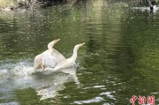农历大全吉林：罕见白鸬鹚连续两年“故地重游”