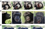 农历大全国际最新研究：机器人“打哈欠” 黑猩猩被传染